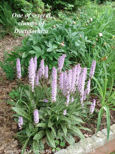 OW G07 One of several clumps of dactylorhiza